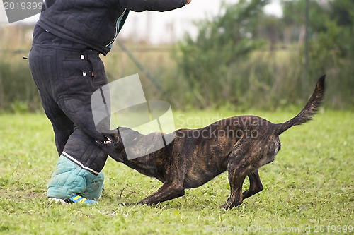 Image of biting Holland Shepherd