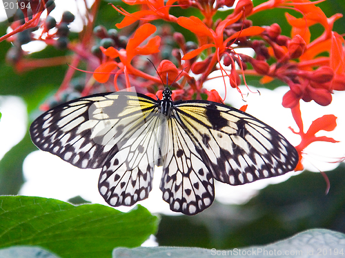 Image of Black and white striped butterfly resting on red flower