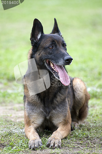 Image of malinois