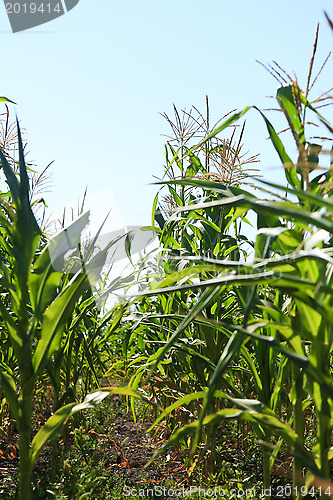 Image of Cornfield