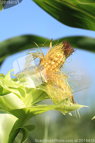 Image of Ear of corn closeup