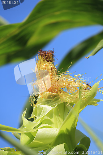 Image of Ear of corn