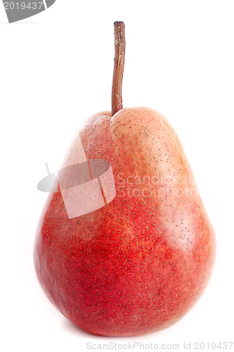 Image of Louise Bonne pear