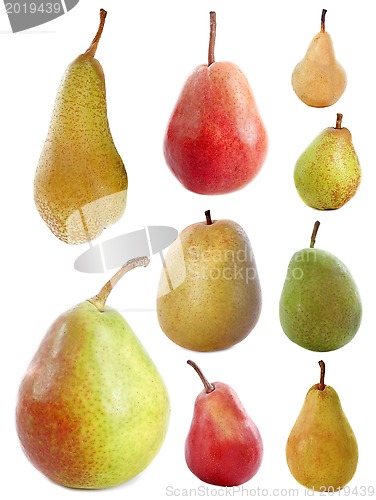 Image of varieties of pears