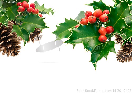 Image of Holly