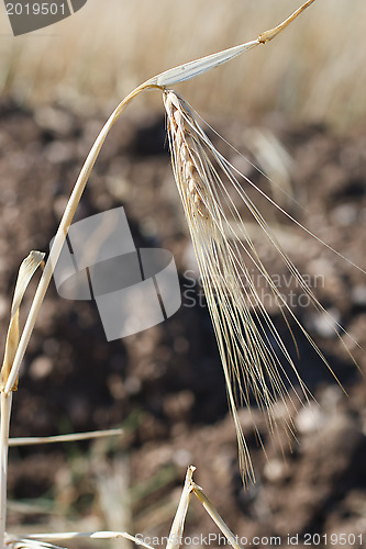 Image of Wheat ears