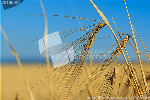 Image of Wheat ears