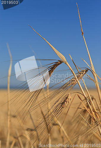 Image of Wheat ears