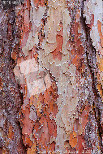 Image of texture of pine