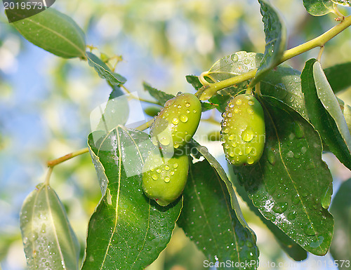 Image of Ziziphus jujuba