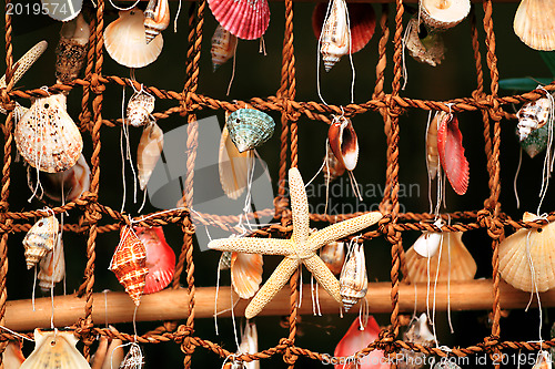 Image of panel of the shells of marine molluscs