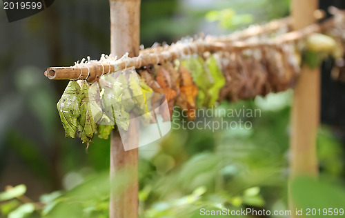 Image of Butterfly Farm