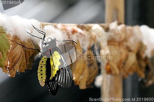 Image of Butterfly Farm