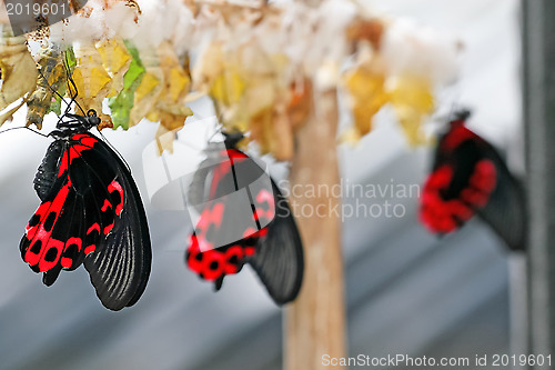 Image of Butterfly Farm