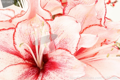 Image of detail of bouquet of pink lily flower on white