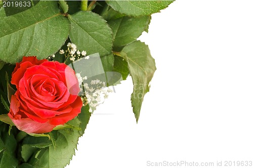 Image of Bouquet of fresh red rose on white