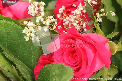 Image of detail of fresh pink rose