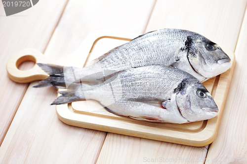 Image of dorada fish