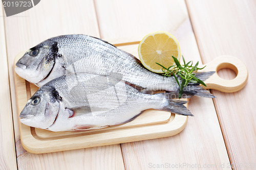 Image of dorada fish