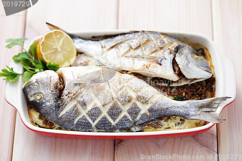 Image of dorada fish