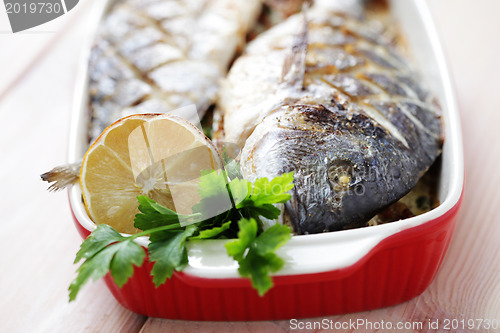Image of dorada fish