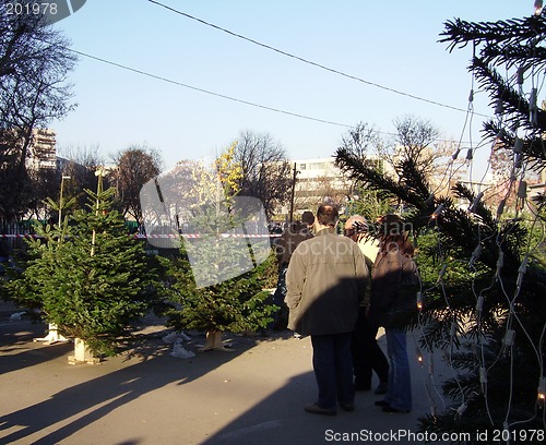 Image of Christmas trees