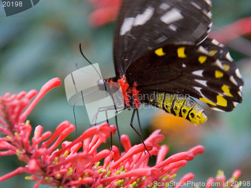 Image of Black and yellow butterfly feeding on a pink flower