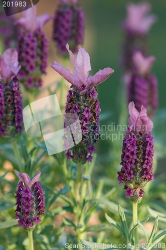 Image of Flowering Lavendar