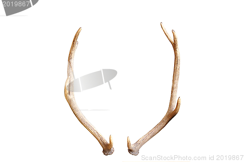 Image of young red deer antlers