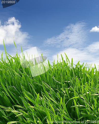 Image of Grass