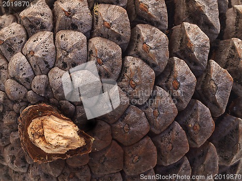 Image of Pinecone