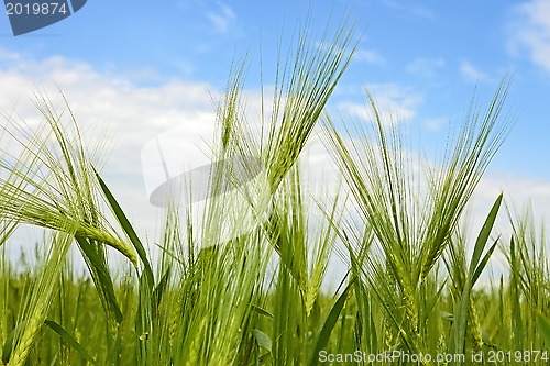 Image of Green flowering barley ears close-up