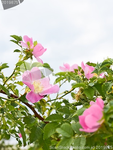 Image of Pink flowers of wild roses