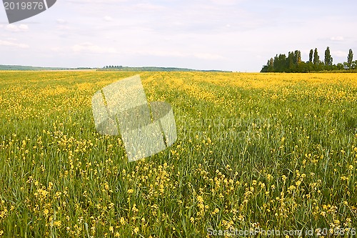 Image of Field with flowering rapeseed and barley