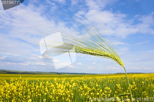 Image of Green barley spikelet over field