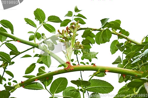 Image of Growing roses shoots over white