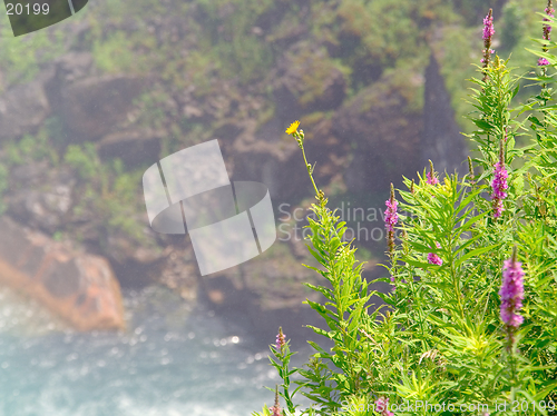 Image of Colorful weeds in foreground set against scenic background