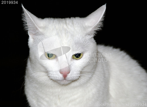Image of White cat
