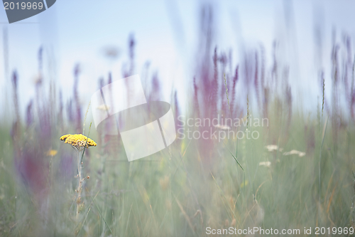 Image of Field flower