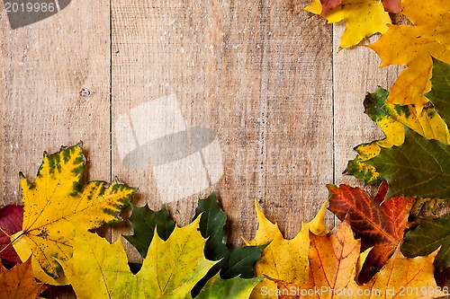 Image of autumn leaves 