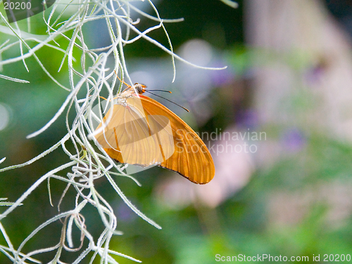 Image of Orange butterfly clings to a white vine