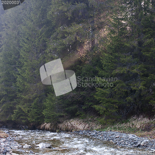 Image of Mountain forest sunrise