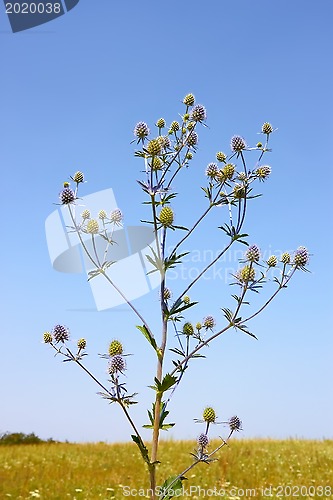 Image of Feverweed wild plant