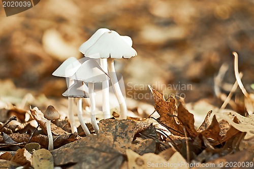 Image of Group of small white mushrooms