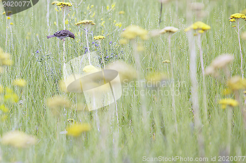 Image of Sparrow in the field