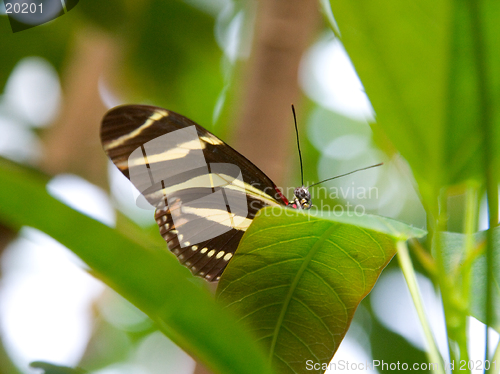 Image of Black and yellow striped butterfly peeks over leaf