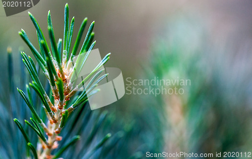 Image of Pine Twig