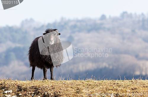 Image of Black Domestic Sheep