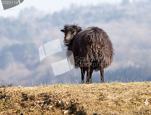Image of Black Domestic Sheep