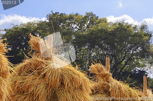 Image of Top of some rice stacks-detail